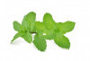 Aroma Daun Mint Bisa Bikin Sakit Kepala Lenyap? Ini Penjelasannya!