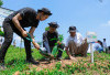 Pulihkan Hutan Bekas Tambang, Aksi Nyata Kelompok Tani Selamatkan Lingkungan Bersama BRI Menanam-Grow & Green