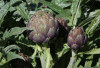 Artichoke Jadi Sayuran Termahal? Ini Fakta dan Manfaatnya!