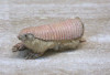 Fakta Menarik Fairy Pinky Armadillo, Hewan Langka dari Argentina