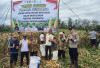 PANEN JAGUNG PERDANA, SINERGI POLRI DAN SWASTA WUJUDKAN KETAHANAN PANGAN DI BANYUASIN