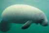 Manatee: Sapi Laut dengan Fakta-Fakta Unik yang Jarang Diketahui