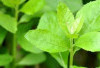 Daun Beluntas, Herbal Tradisional untuk Mengatasi Gangguan Pencernaan