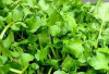 Selada Air, Sayuran Padat Gizi yang Layak Disebut Superfood Alami