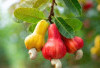 Lebih Hebat dari Jeruk! Inilah Buah dengan Vitamin C Super Tinggi yang Jarang Diketahui