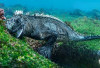 Menyelam hingga 30 Meter, Inilah Keunikan Iguana Laut dari Galapagos