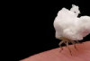 Fakta Unik Flatid Planthopper Nymph, Nimfa Serangga Amazon yang Mirip Gumpalan Kapas