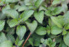Aroma Daun Mint, Rahasia Alami untuk Tingkatkan Konsentrasi dan Daya Ingat