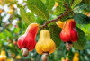 Ternyata Buah Ini Lebih Kaya Vitamin C dari Jeruk, Nomor 3 Bikin Kaget!