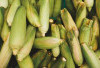 Jagung Bukan Sekadar Camilan! Ini Manfaat Besarnya untuk Energi Tubuhmu