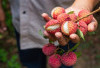 Mau Cepat Sembuh dari Luka dan Sakit? Makan Buah Ini Jawabannya!