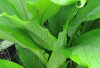 Daun Kunyit, Si Daun Ajaib Penambah Aroma dan Vitamin dalam Masakan
