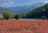 Pesona Yeongwol Red Buckwheat Flower Field: Ladang Bunga Merah yang Fotogenik