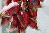 Rahasia Bawang Dayak: Herbal Tradisional yang Kaya Flavonoid dan Cegah Kanker