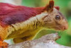 Bukan Tupai Biasa! Inilah Tupai Terbesar di Dunia dengan Warna Bulu Mencolok