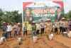 211 Hektare Lahan di Banyuasin Akan Ditanami Jagung untuk Dukung Ketahanan Pangan Nasional