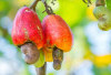 Buah Unik Ini Bisa Detoks Tubuh dan Cegah Penuaan Dini, Sudah Pernah Coba?