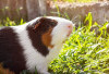 Hamster Eropa, Si Kecil dengan Keberanian Besar di Alam Liar