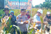 Kapolsek Pangkalan Balai Pimpin Panen Jagung di PT SMS