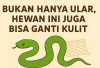 Ular Bukan Satu-satunya! Hewan-Hewan Ini Juga Ganti Kulit Secara Alami