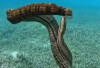 Mengenal Synapta maculata, Teripang Terpanjang di Dunia yang Ramah Ekosistem